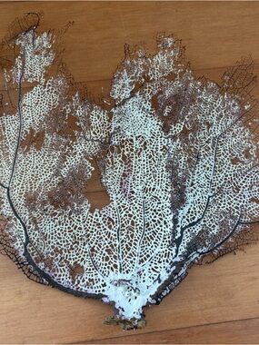 Sea fan coral,  M size
